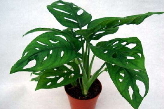 清秀飘逸的龟背竹盆景