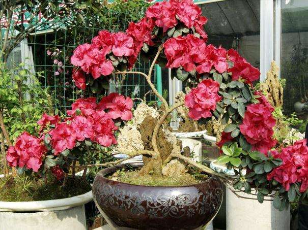 西洋杜鹃盆景叶片脱落的原因