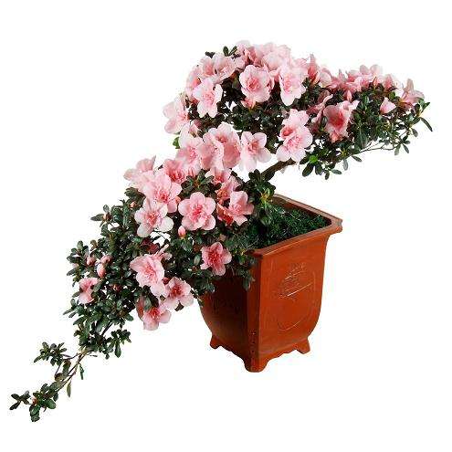 杜鹃盆景死亡或花蕾脱落的原因及对策