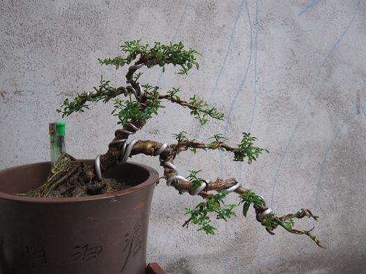 洛石盆景一般不用攀扎 可任其自然生长