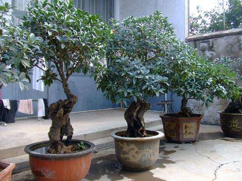 用流苏桩头嫁接后的桂花 不仅桩头气势浩大