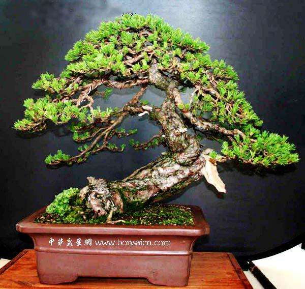 盆景因浇水不当引起叶子发黄的补救