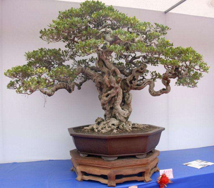 浙江省奉化市劲松盆景园 花农致富的领头雁