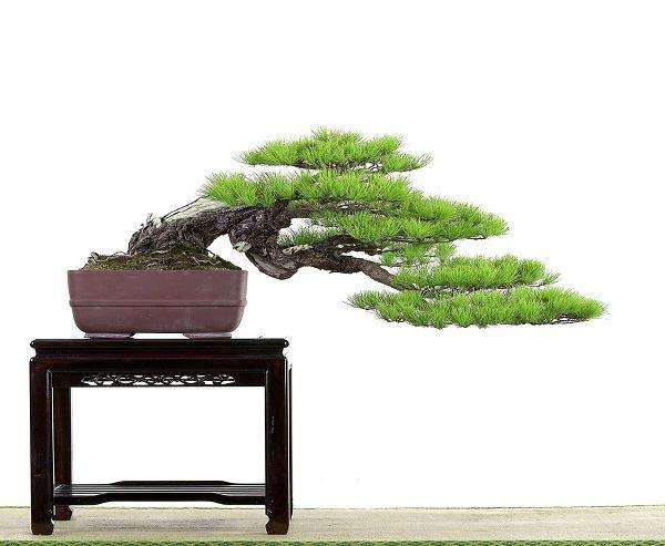 盆景由于喷药、受冻、老花叶子变黄的补救