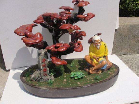 灵芝盆景要用物理和化学等手段