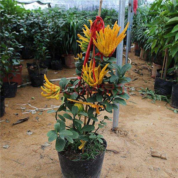 关于佛手盆景的栽培时要注意的6点