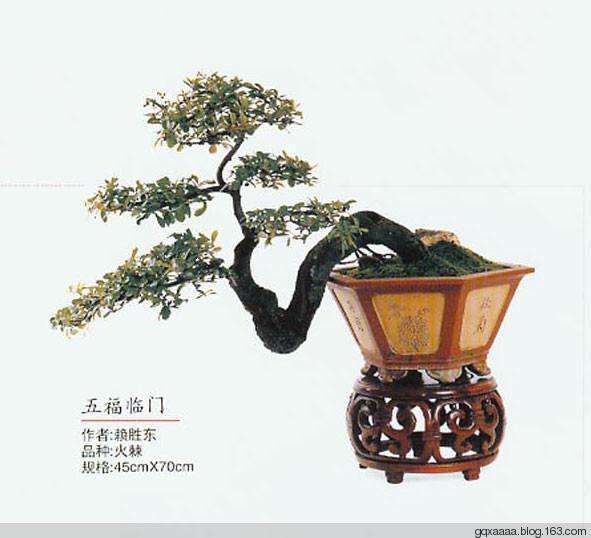 盆景是富有自然情趣的东方艺术精品之一