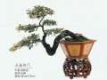 盆景是富有自然情趣的东方艺术精品之一