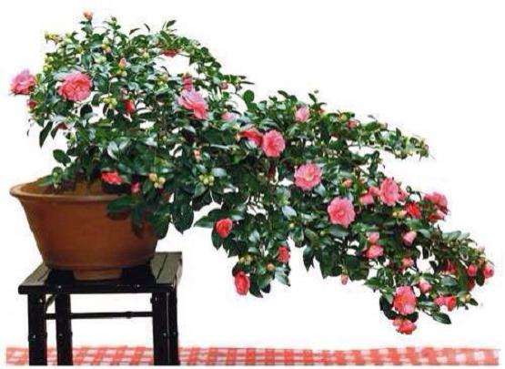 盆栽山茶花盆景的制作