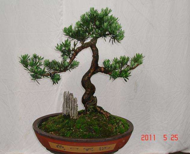 盆景夏季浇水管理的要点