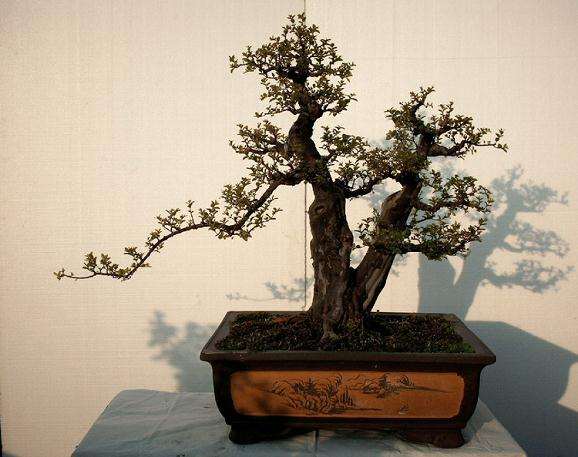 七月夏季盆景造型要注意的2个事项