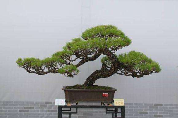 如何制作马尾松盆景