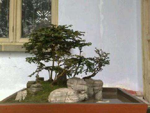 虎刺是盆景的好素材