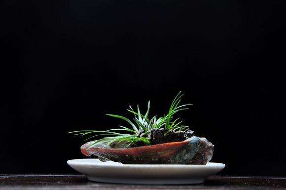 如何制作虎须菖蒲盆景?