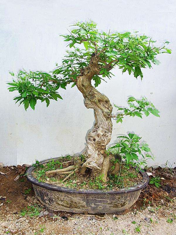 建始县农民摆弄花卉盆景 摆出致富路