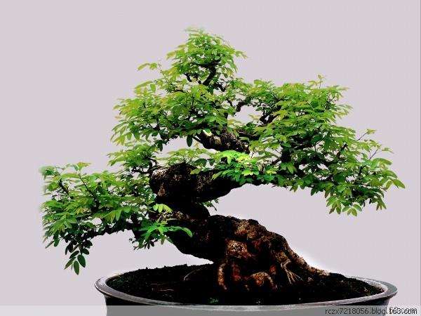 五味子庭院栽植与盆景