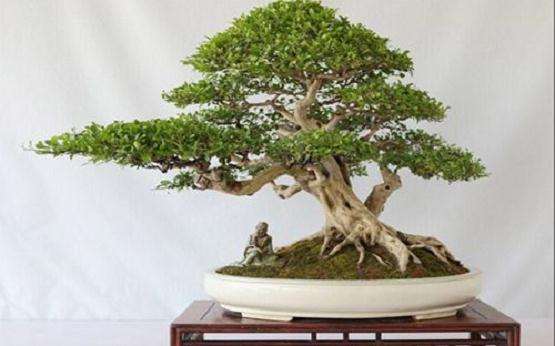 九里香盆景每隔2～3年翻一次盆