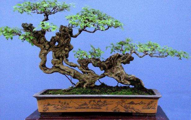 如何进行树桩盆景的翻盆和换土