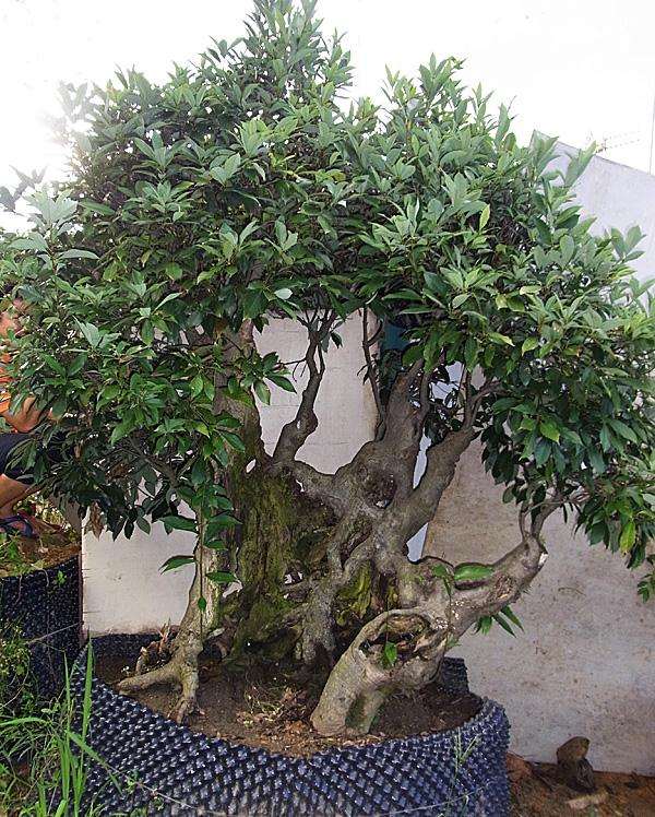 冬季盆花、盆景防寒保温是关键