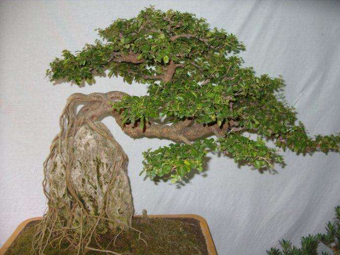 造型树桩盆景苗木怎么运输的6个要点