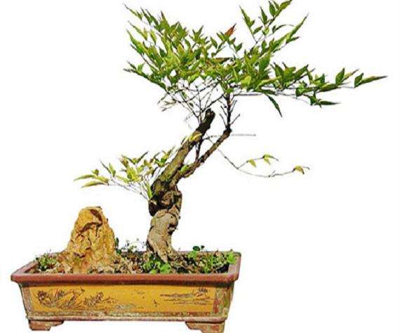 玉果南天竹盆景的养护