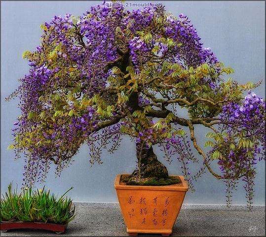 紫藤盆景的修剪时间宜在休眠期