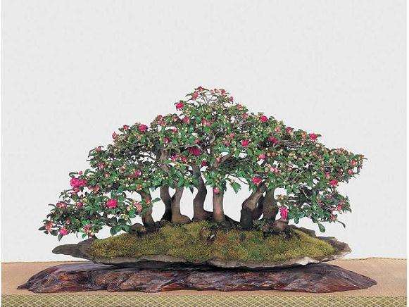 及时的修剪能使茶梅盆景树形优美