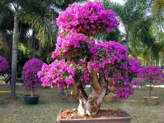 三角梅盆景的制作维护及促花技术