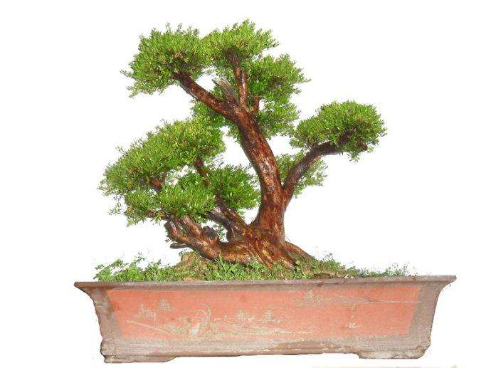 漳州盆景在北京拿大奖