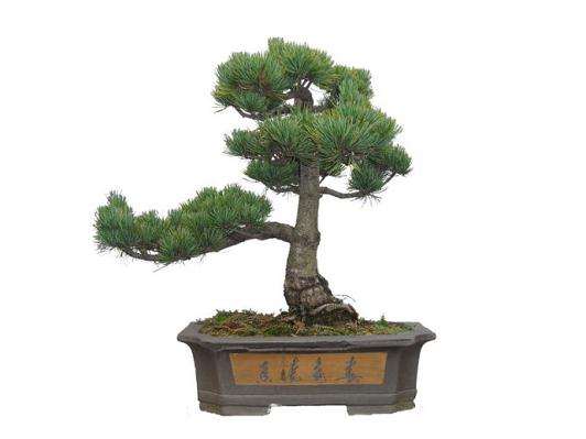 价值400万元的名贵盆景将惊现北京