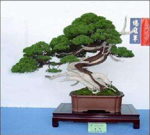 北京将办精品盆景赏石展