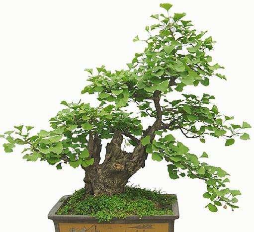 千年银杏树盆景首次亮相北京