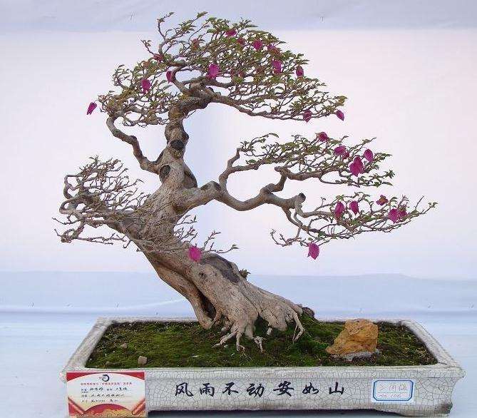 盆景名镇--顺德容桂庆周年