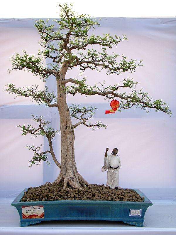 容桂盆景北京夺金