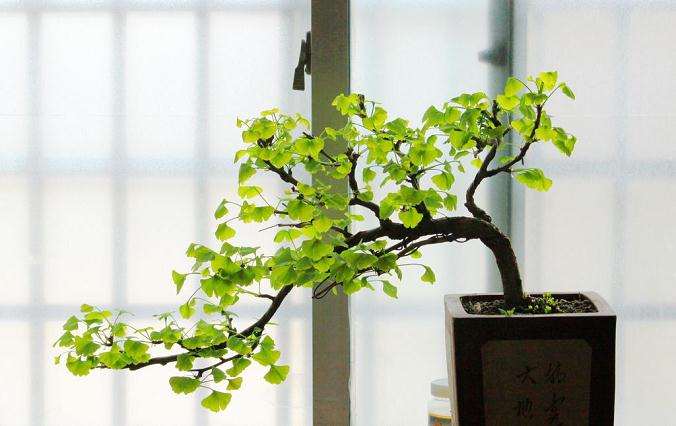 盆景银杏结果是正常的自然现象