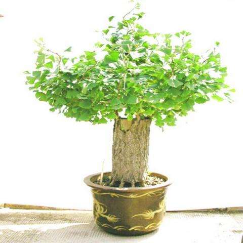 特别是挂上果的银杏盆景 更受人青睐 古特幽雅