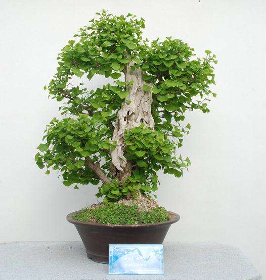 银杏园举办一届主题为“沂蒙秋韵·生态家园”的盆景艺术展