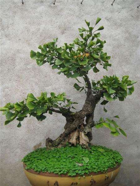 单位里有棵盆景银杏树 开花了