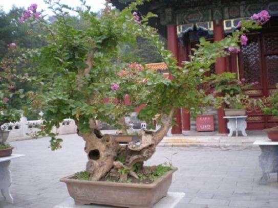 北京百年盆景进居民