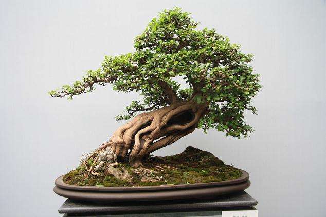 使得北京的盆景艺术在选材、布局、艺术都逊于其他省市