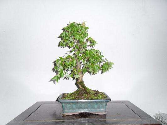 《北京盆景》具体介绍了北京盆景的历史演变过程