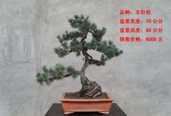 北京盆景文化的初探