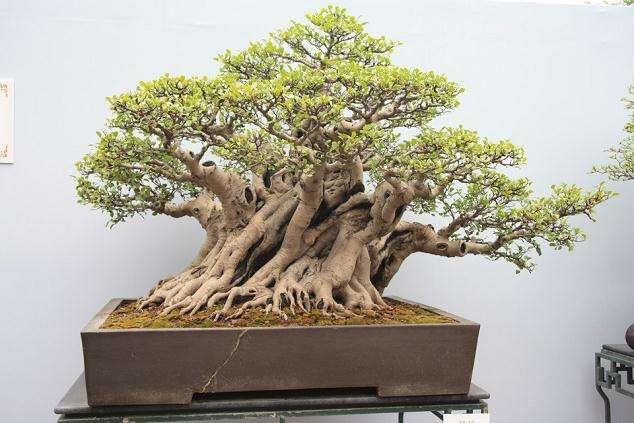 亚太盆景赏石展在北京开幕