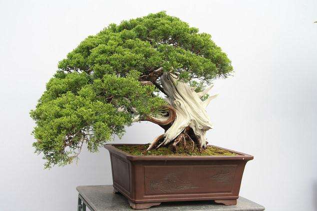 北京植物园盆景园