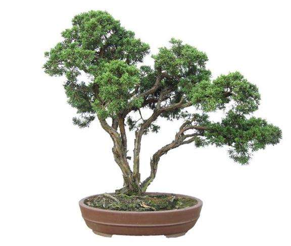 北京首届盆景文化论坛