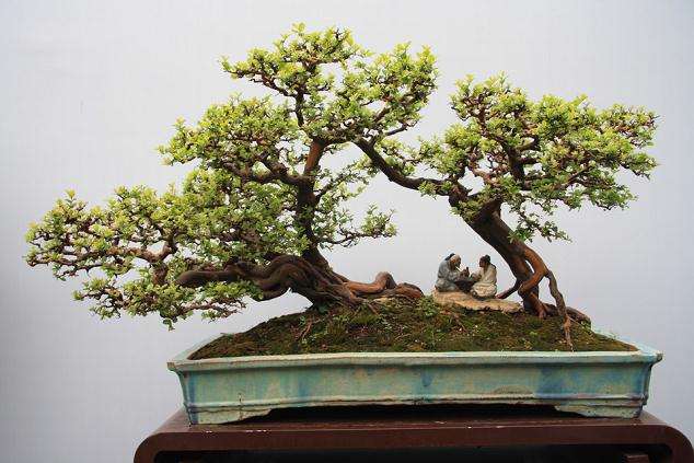 北京的盆景市场不太景气 而园林开始日渐红火