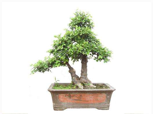 北京盆景艺术研究会在北京万源花卉市场召开年会