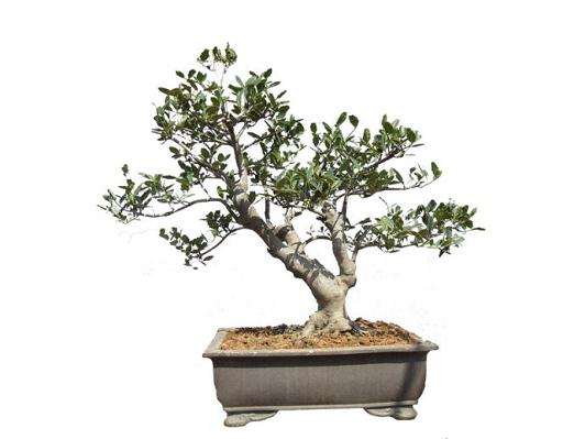 此次展览是北京盆景协会历年来组织的规模最大