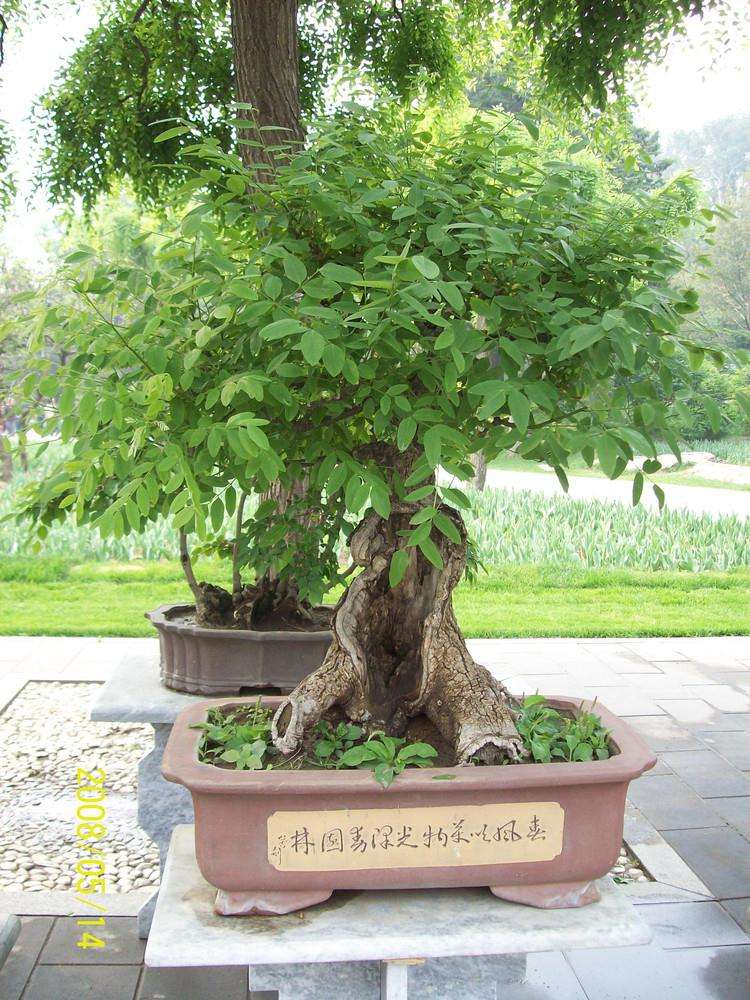 在北京中山公园成功举办于派小菊盆景展