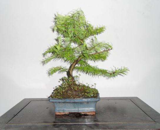 盆景文化论坛在北京举行